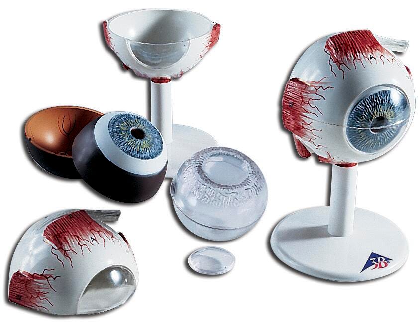 Lab and Anatomical Models, Item Number 531029