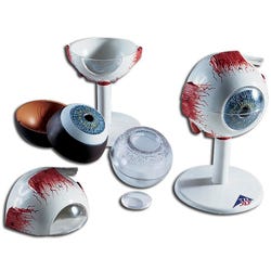 Lab and Anatomical Models, Item Number 531029