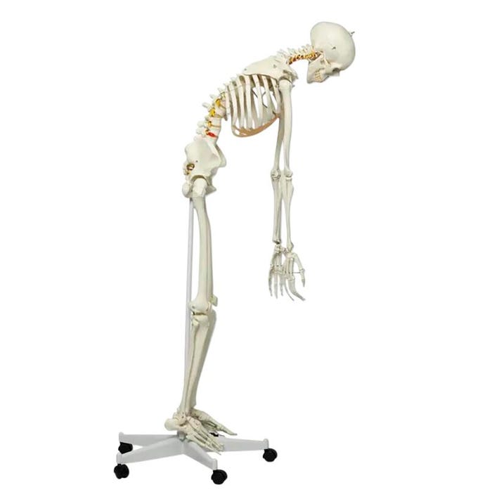 3B Scientific Human Skeleton with Flexible Spine, 67 Inches