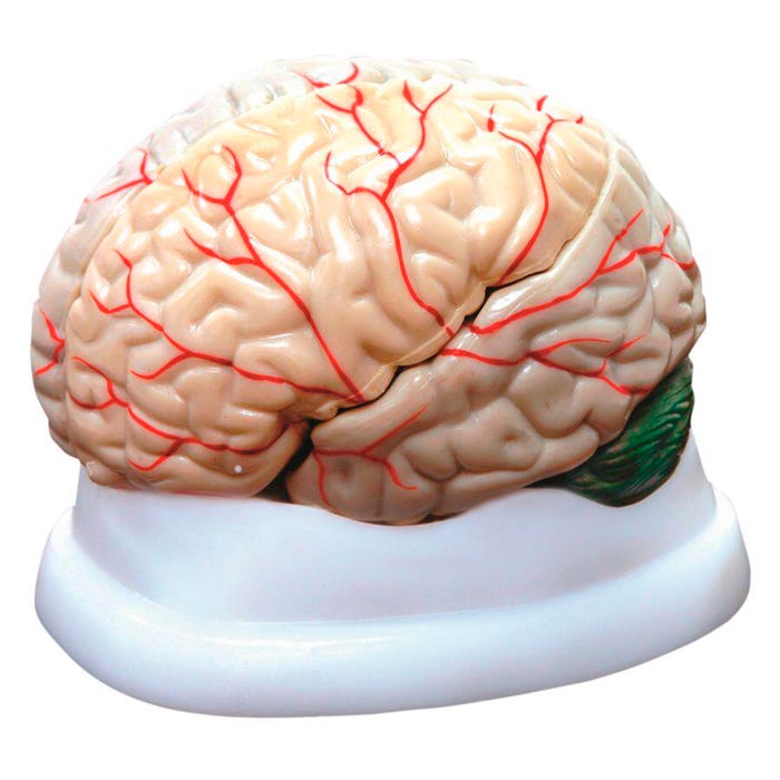 United Scientific Brain Model, 3-Part