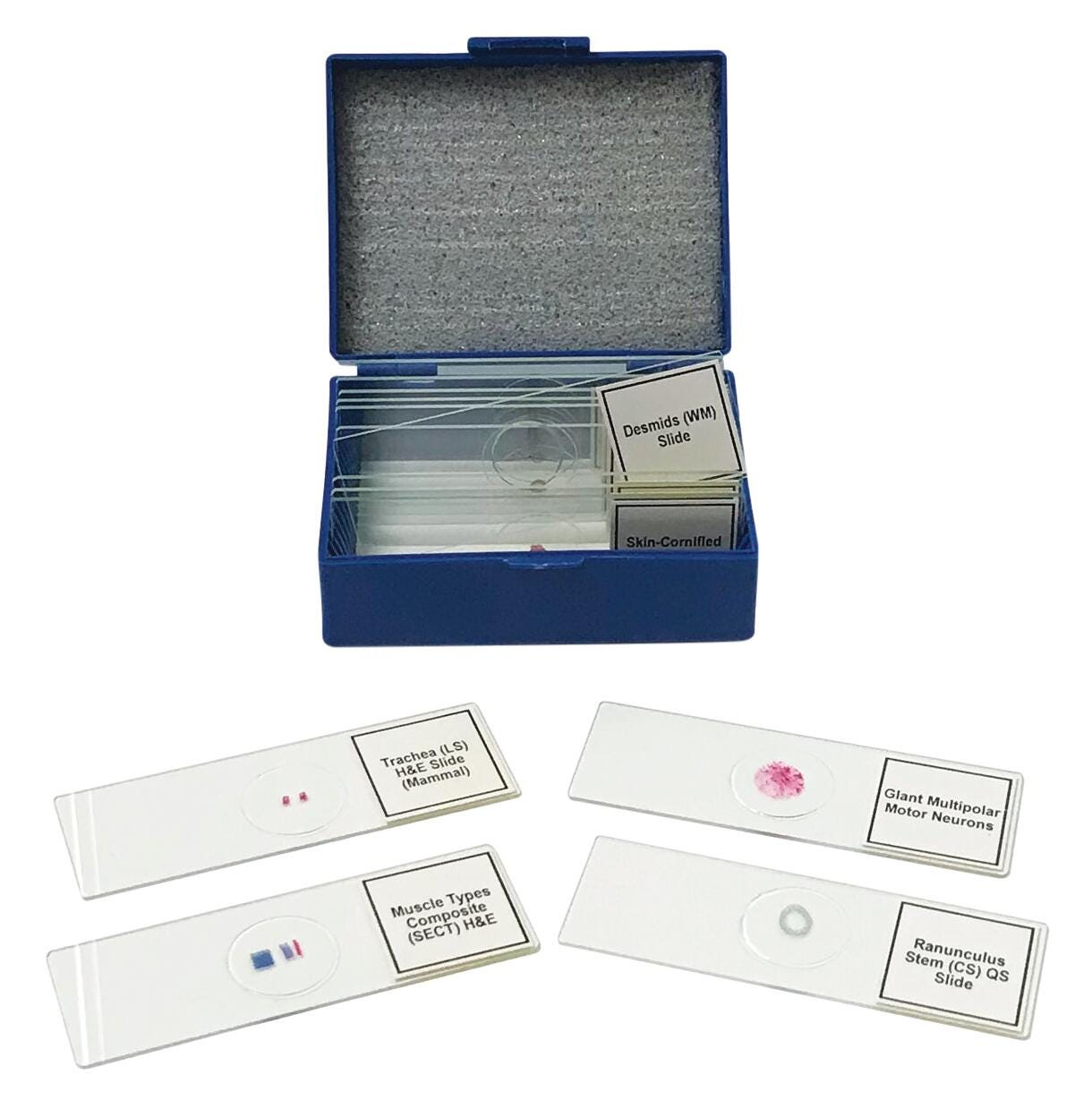 United Scientific Biology Prepared Slides, Set of 14