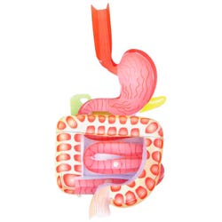 Newpath Learning Digestive System 3-D Model Kit, 1 Teacher Guide and 5 Student Guides, Item Number 2087412
