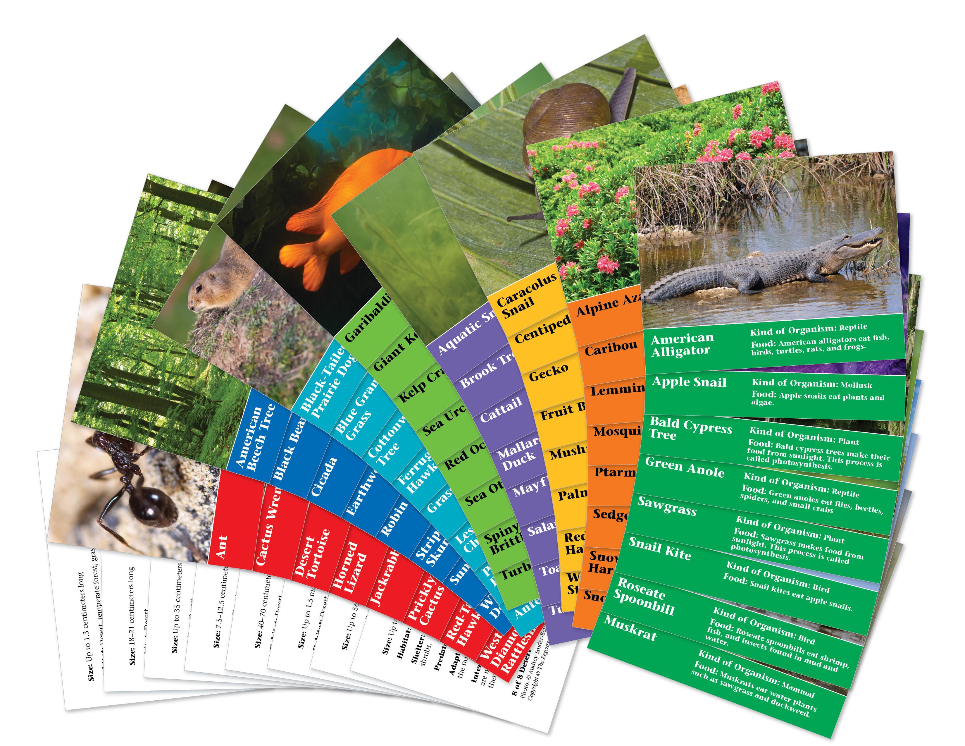 FOSS Habitat Organism Cards, 8 Sets of 8 1385148