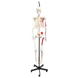 Eisco Labs Human Articulated Hanging Painted Skeleton
