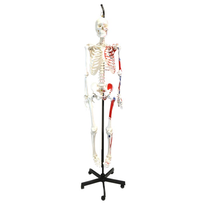Eisco Labs Human Articulated Hanging Painted Skeleton