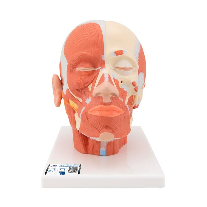 3B Scientific Musculature Human Head Model