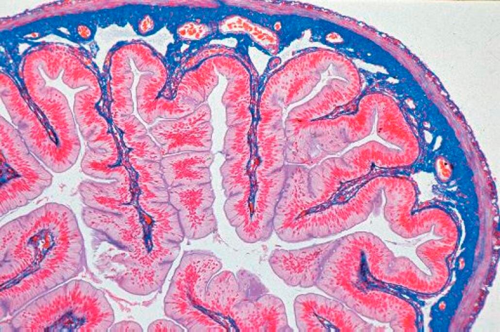 Johannes Lieder Human Histology Basic Prepared Slides, Set of 12, Item Number 581431