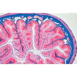 Johannes Lieder Human Histology Basic Prepared Slides, Set of 12, Item Number 581431