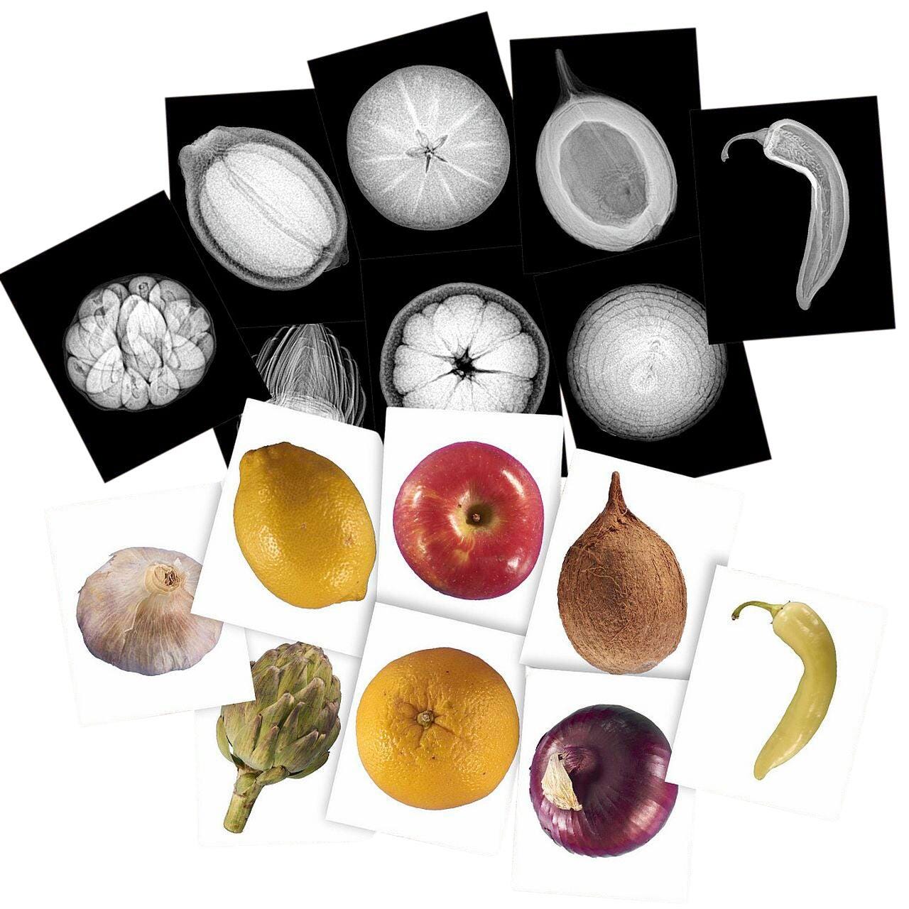 Image for Roylco Plant X-Ray Cards, Set of 84 from School Specialty