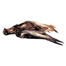 ANGLEIMAGES_FULLIMAGE