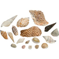 Delta Education Shells, Assorted, Pack of 200
