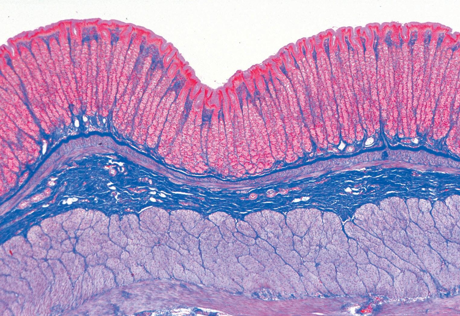 Science Survey Sets, Item Number 529432