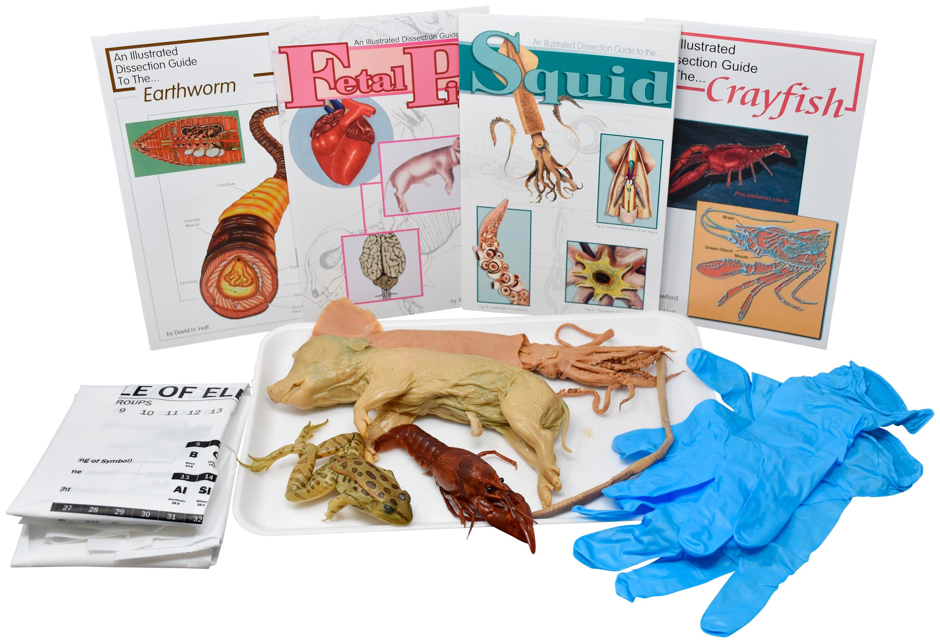 Frey Choice Dissection Kit - Comparative Circulatory System without Dissection Tools, Item Number 2041252