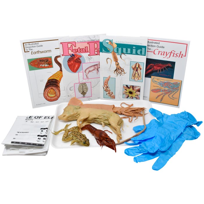 Frey Scientific Choice Circulatory System Anatomy Dissection Kit without Dissection Tools