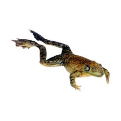 Frey Scientific Choice Plain Injected Preserved Bullfrog, 6 to 7 Inches, Vacuum Sealed