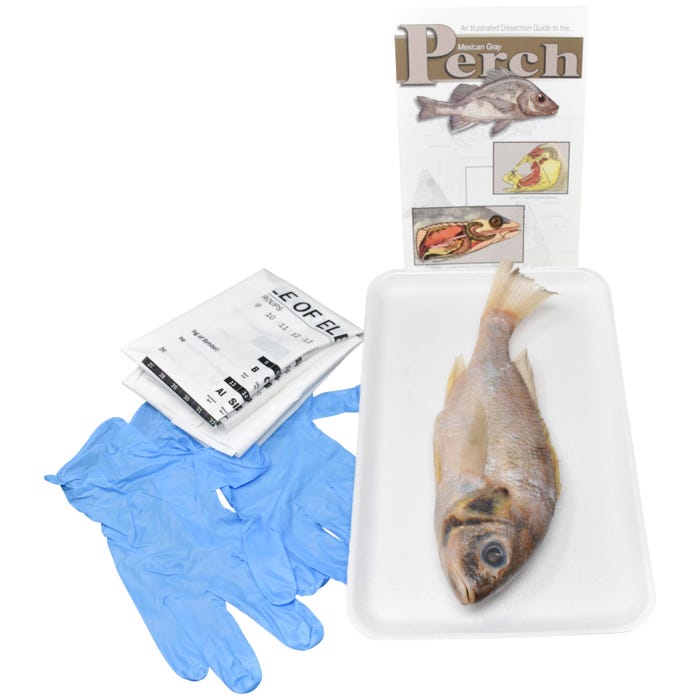 Frey Scientific Choice Preserved Perch Dissection Kit with Dissection Tools, 7+ Inches