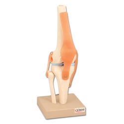 Lab and Anatomical Models, Item Number 1457411